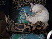 cazper&zanna