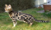cazperute4.jpg