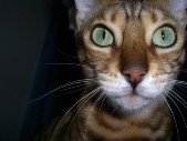 zetaeyes