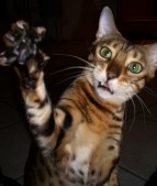 high5.jpg